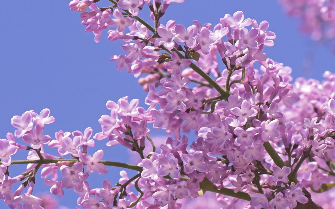 lilac to increase potency